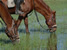 Horse riding in Kenya